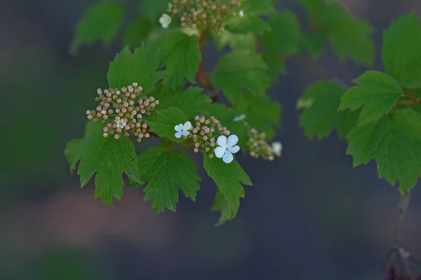 Flor Arbusto Groselha Branca — Fotografia de Stock