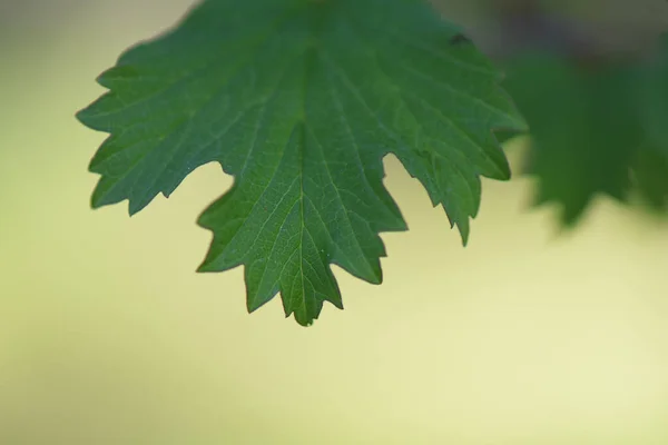 Hoja Arce Sobre Fondo Verde —  Fotos de Stock