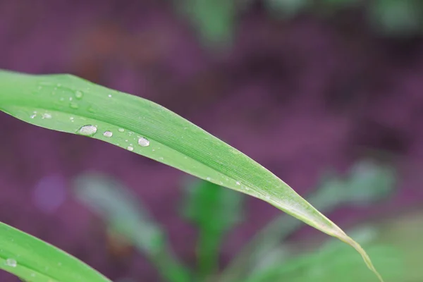 Gras Mit Tautropfen — Stockfoto