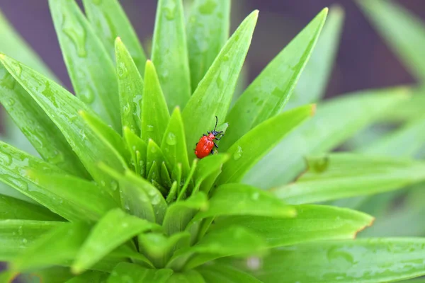 绿叶上的红色甲虫 — 图库照片
