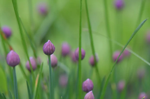 Mor Sarımsak Tomurcuğu — Stok fotoğraf