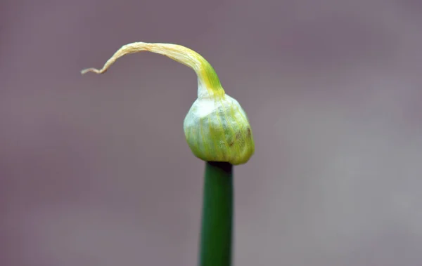 Pączek Cebuli Kwiat — Zdjęcie stockowe