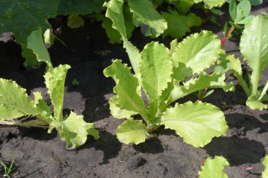 Bahçede marul yetişiyor.