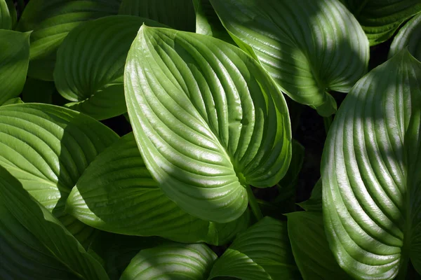 Tutup Dari Daun Hijau — Stok Foto