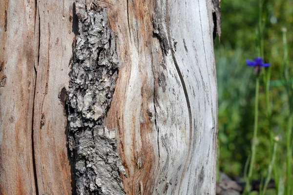 Alte Holzstruktur Mit Rinde — Stockfoto