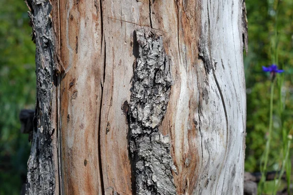 Vecchia Struttura Legno Con Corteccia — Foto Stock