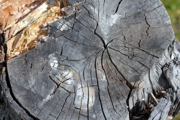 Старая Текстура Дерева Корой — стоковое фото