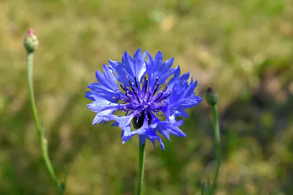 stock image blue and purple flower close up