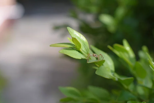 Groene Bladeren Met Spin — Stockfoto