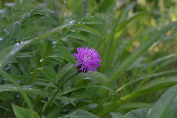 Фіолетова Квітка Будяка Саду Крупним Планом — стокове фото