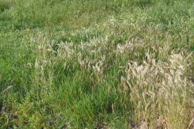 Rüzgarda yeşil çimen