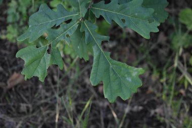Ormanda yeşil yapraklar