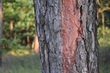 Ormandaki çam ağacı