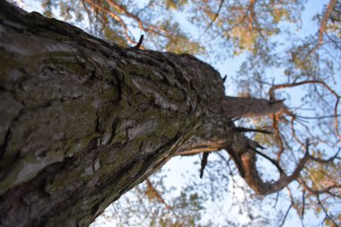 Ormandaki çam ağacı