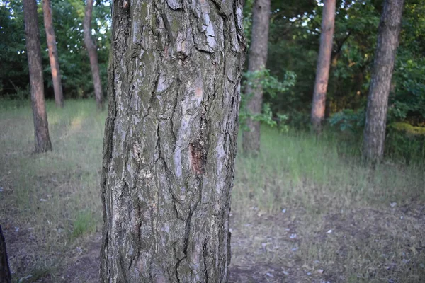 Dennenboom Het Bos — Stockfoto