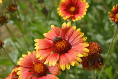 Bahçedeki kırmızı çiçek