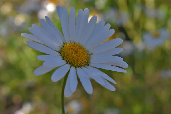 Bílá Sedmikráska Květina Zahradě Zblízka — Stock fotografie