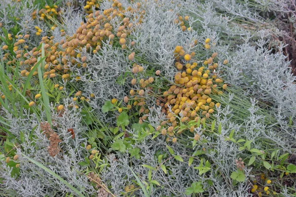 Bahçedeki Portakal Çiçekleri — Stok fotoğraf