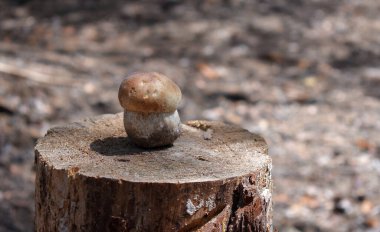 Ormandaki kütük üzerinde beyaz mantar