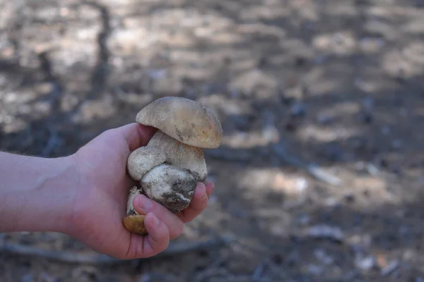 Mão Segurando Cogumelos Brancos Floresta — Fotografia de Stock