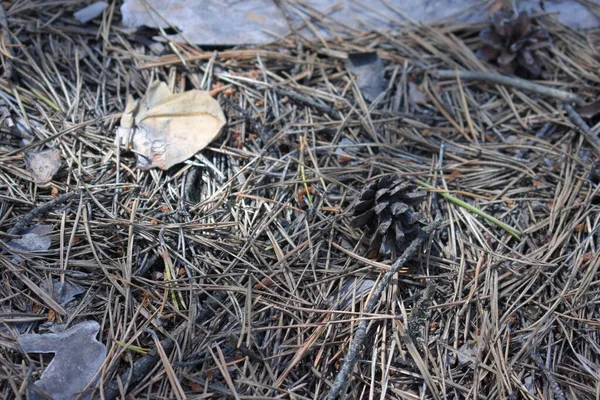 Cône Pin Sur Les Aiguilles Sèches — Photo