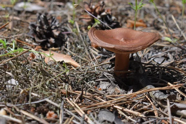 Hongo Bosque Pinos — Foto de Stock