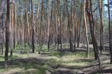 Güneşli yaz gününde Çam Ağacı Ormanı