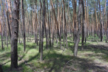 Güneşli yaz gününde Çam Ağacı Ormanı