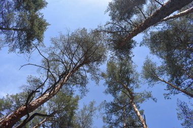 Güneşli yaz gününde Çam Ağacı Ormanı