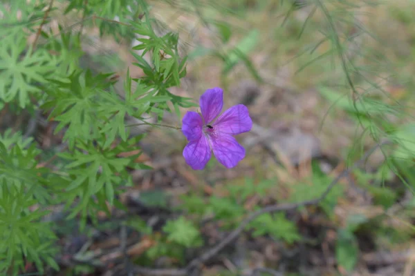 Purple Flower Spring Forest — Stock Photo, Image