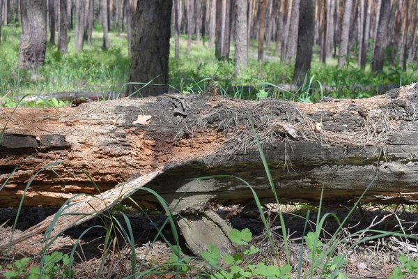 Bosque Pinos Soleado Día Verano —  Fotos de Stock