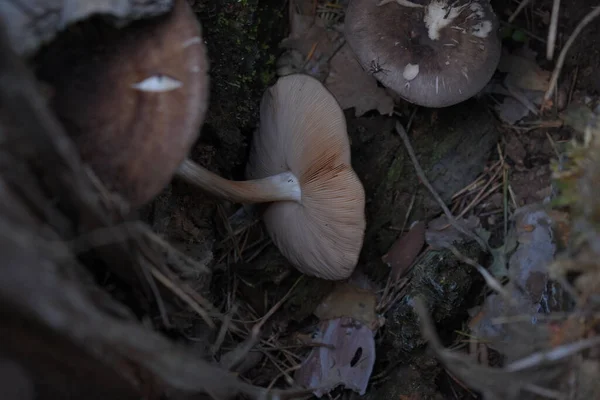 Setas Bosque — Foto de Stock