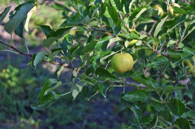 Bahçedeki ağaçtaki yeşil elma