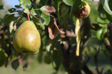 Bahçedeki ağaçta yeşil armut