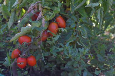 olgunlaşmış domatesler sarmaşıkta