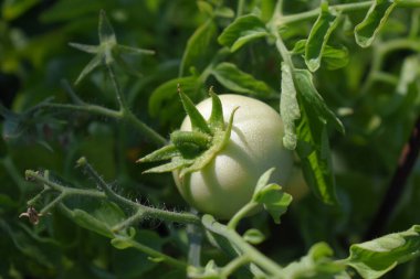 olgunlaşmış domatesler sarmaşıkta