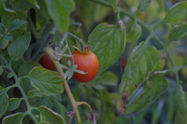 ripe tomatoes on the vine