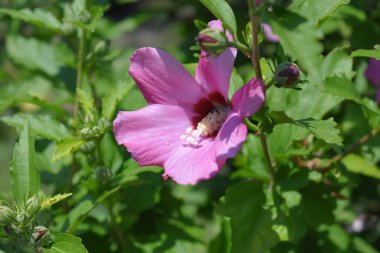 Amber çiçeğinin üzerindeki eşek arısı