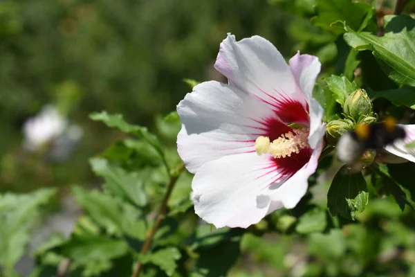 ハイビスカスの花のホーネット ストック写真