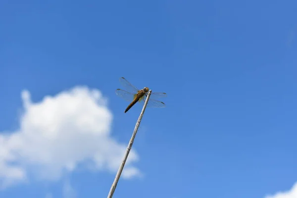 青い空を飛ぶトンボ — ストック写真