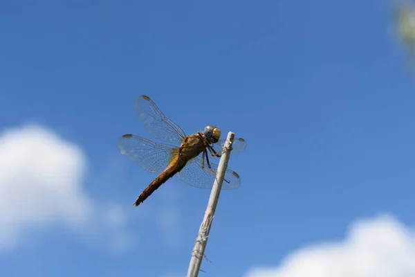 Libellule Sur Ciel Bleu — Photo