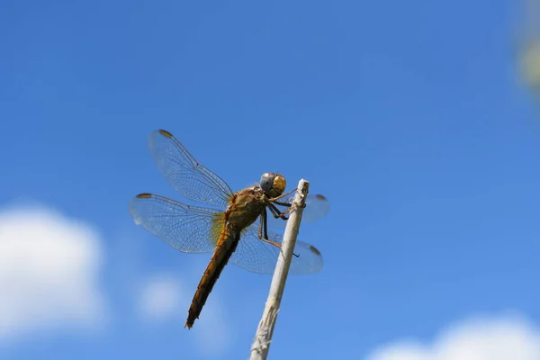 蓝天上的蜻蜓 — 图库照片