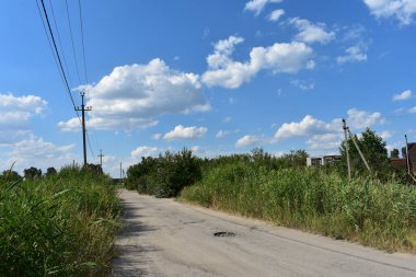 Mavi arkaplanda çimenler ve çiçekler