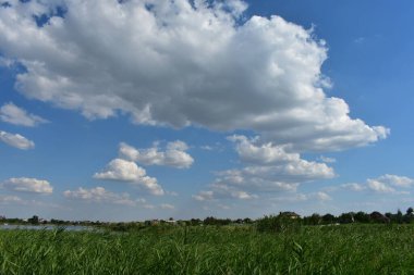 Mavi arkaplanda çimenler ve çiçekler