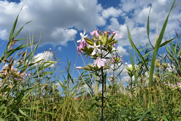 Grass Flowers Blue Sky Background — Stock Photo, Image