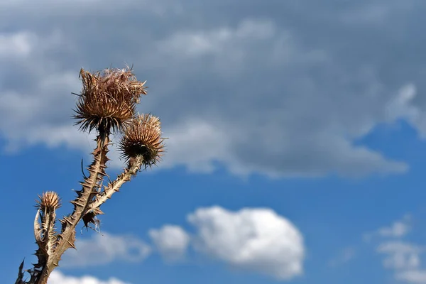 青空に対する乾いた草の上の雲 — ストック写真