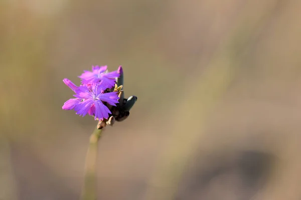 Purple Flower Field — Stock Photo, Image