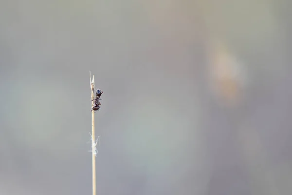 Akşamları Kuru Çimlerde Karınca — Stok fotoğraf