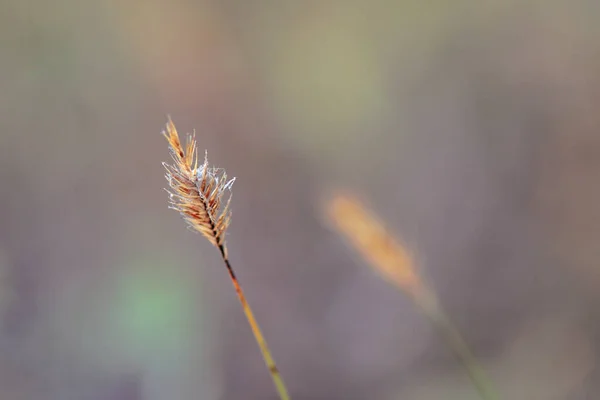 Сухая Трава Поле — стоковое фото