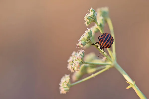 Escarabajo Rayado Una Flor — Foto de Stock